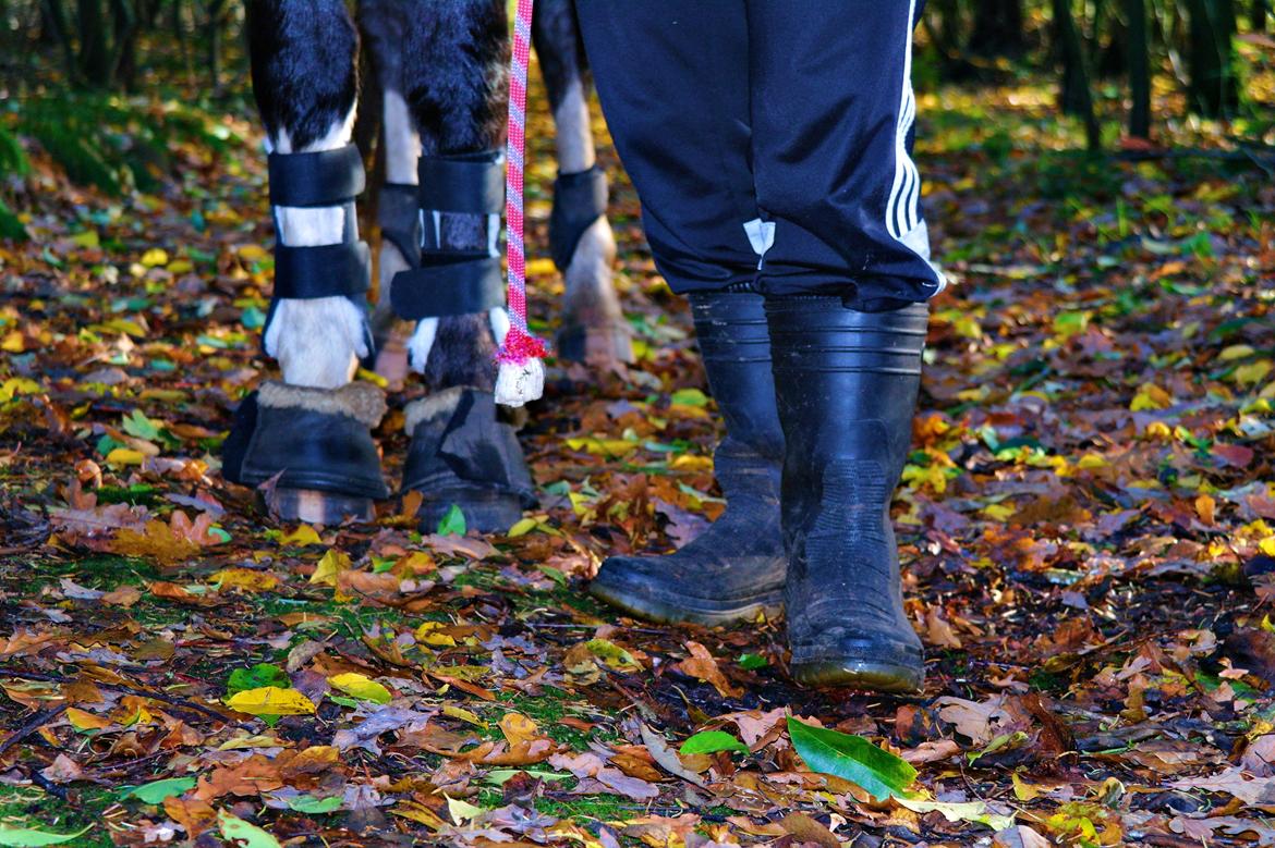 Anden særlig race Nørballes Beauty Areme SOLGT - På tur i skove nov. 2015 :) billede 4