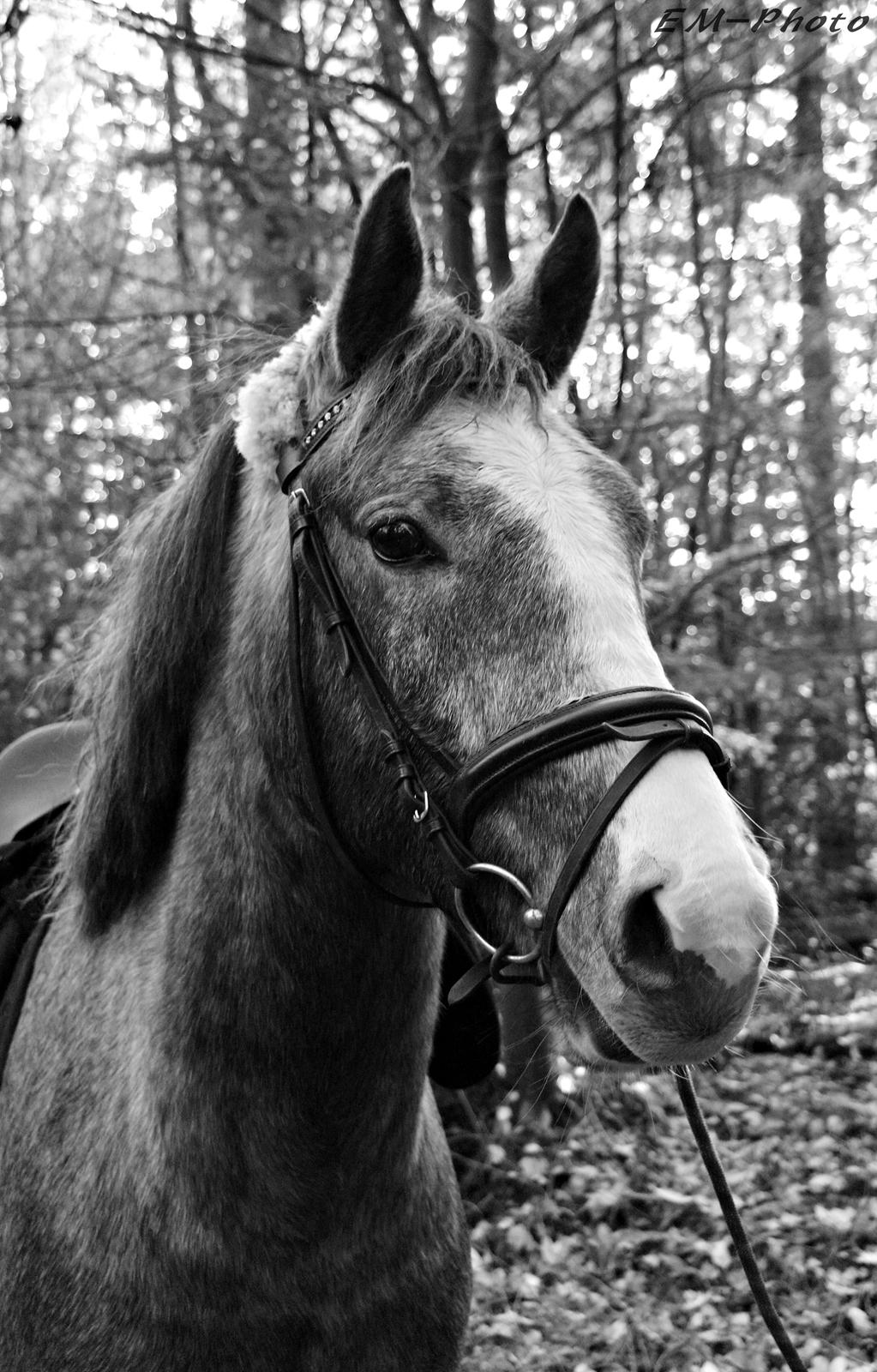 Anden særlig race Nørballes Beauty Areme SOLGT - Flotte dreng nov. 2015 <3 billede 7