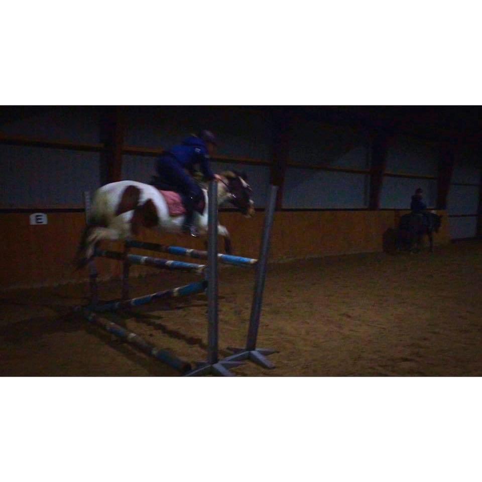 Pinto Rosenlyst's Queen Of Hearts - 110 cm <3 billede 19