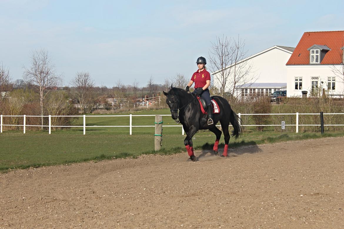Trakehner Satori Birkedommergård - Lige overtaget ham. Sommer 2015 inden skaden billede 12