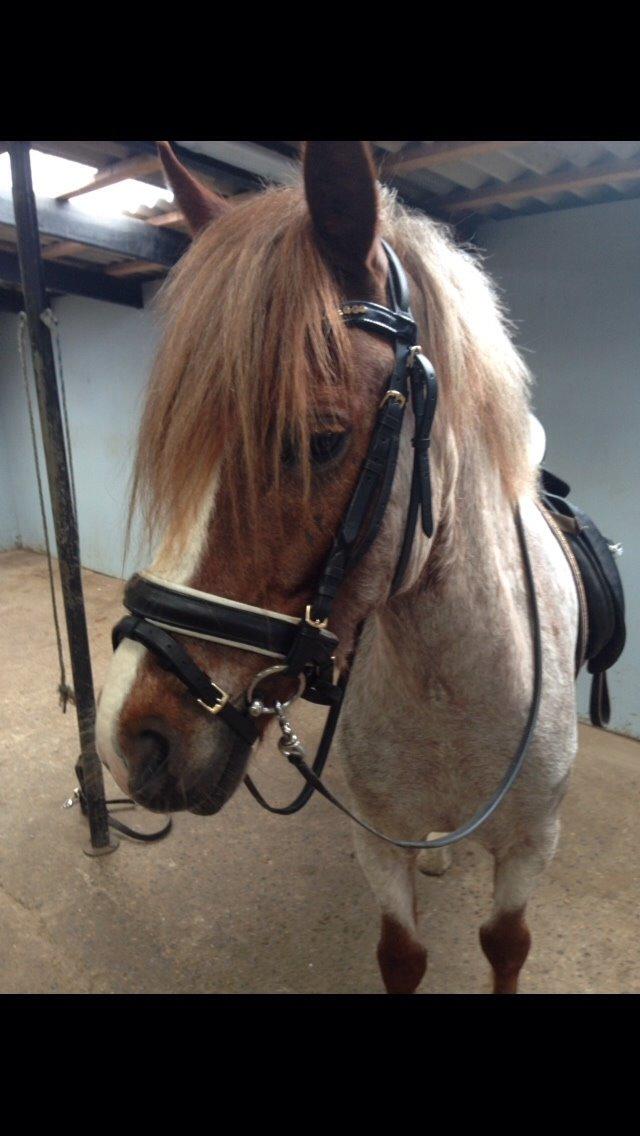 Welsh Cob (sec D) Colt billede 12