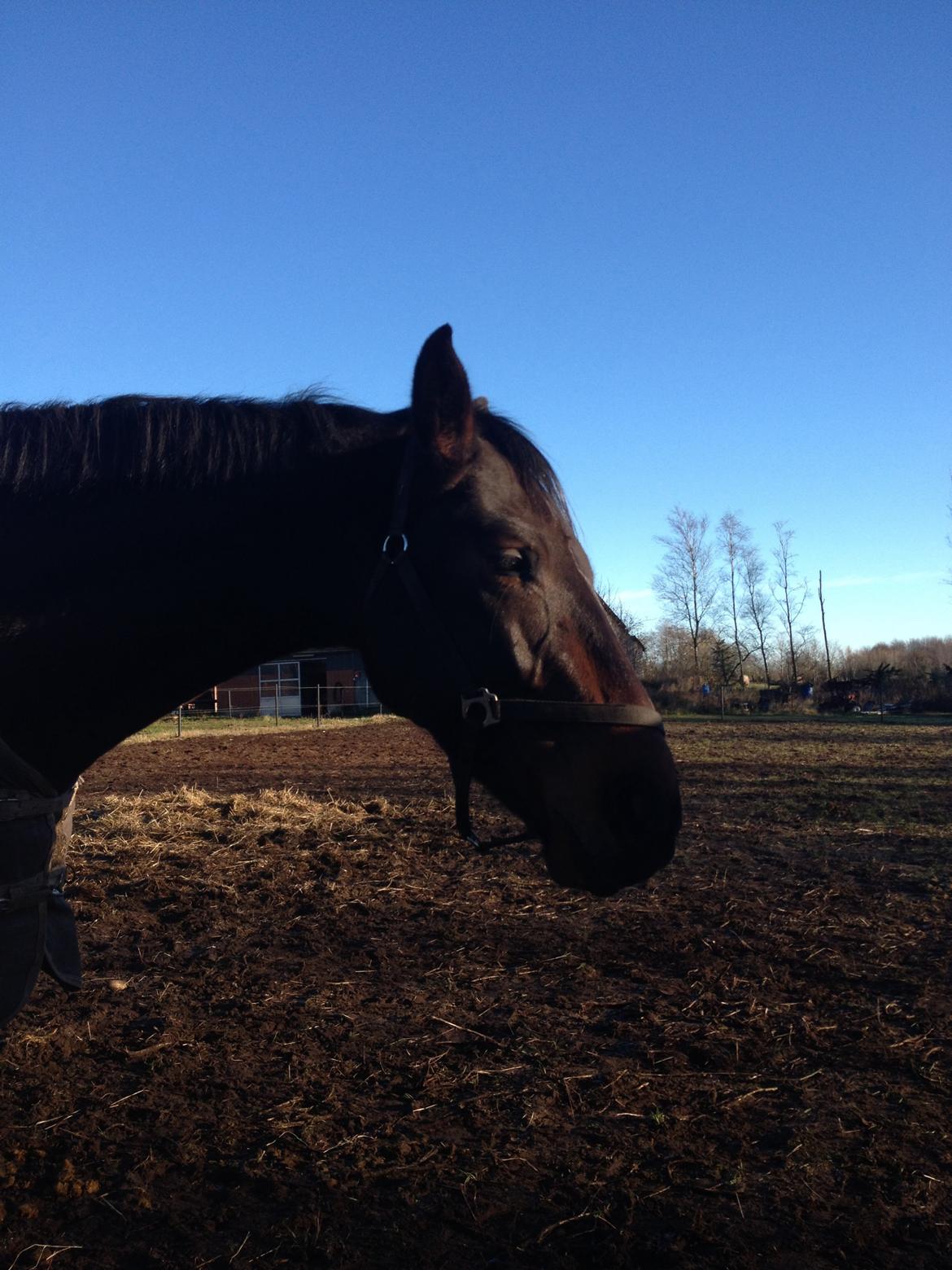 Dansk Varmblod Osiris<3 billede 14