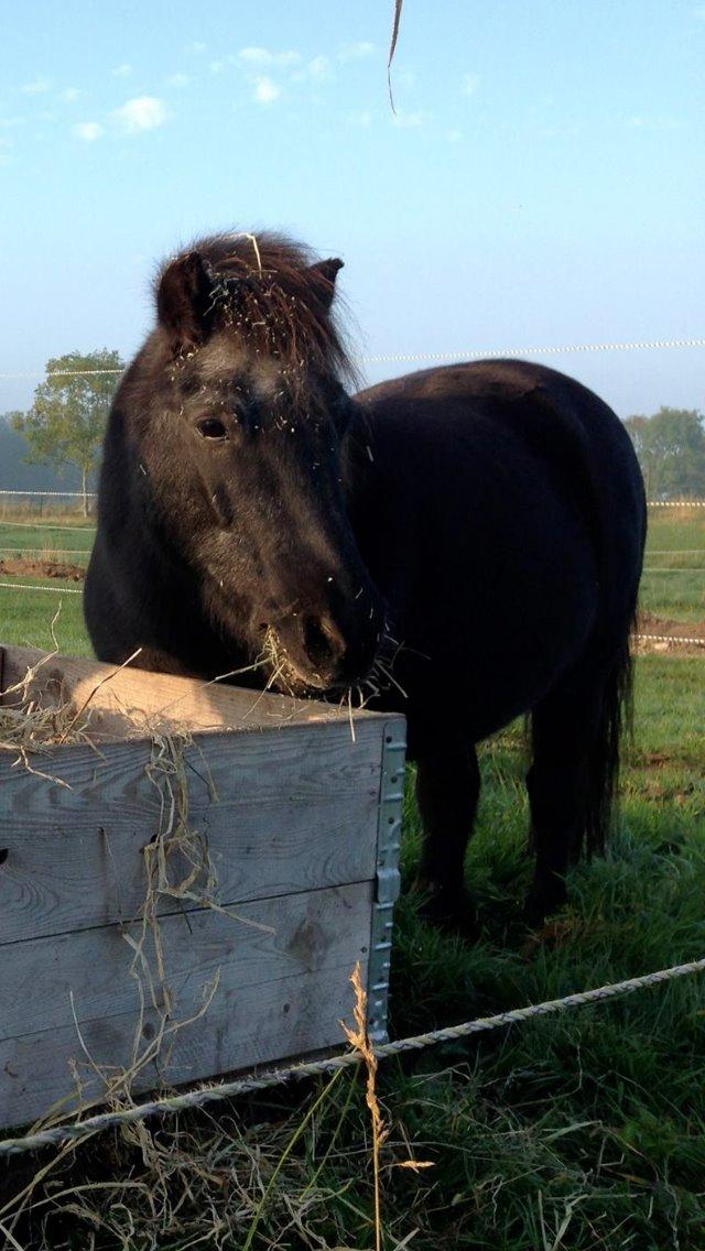 Shetlænder Prop (Bakkens Laban)  billede 9