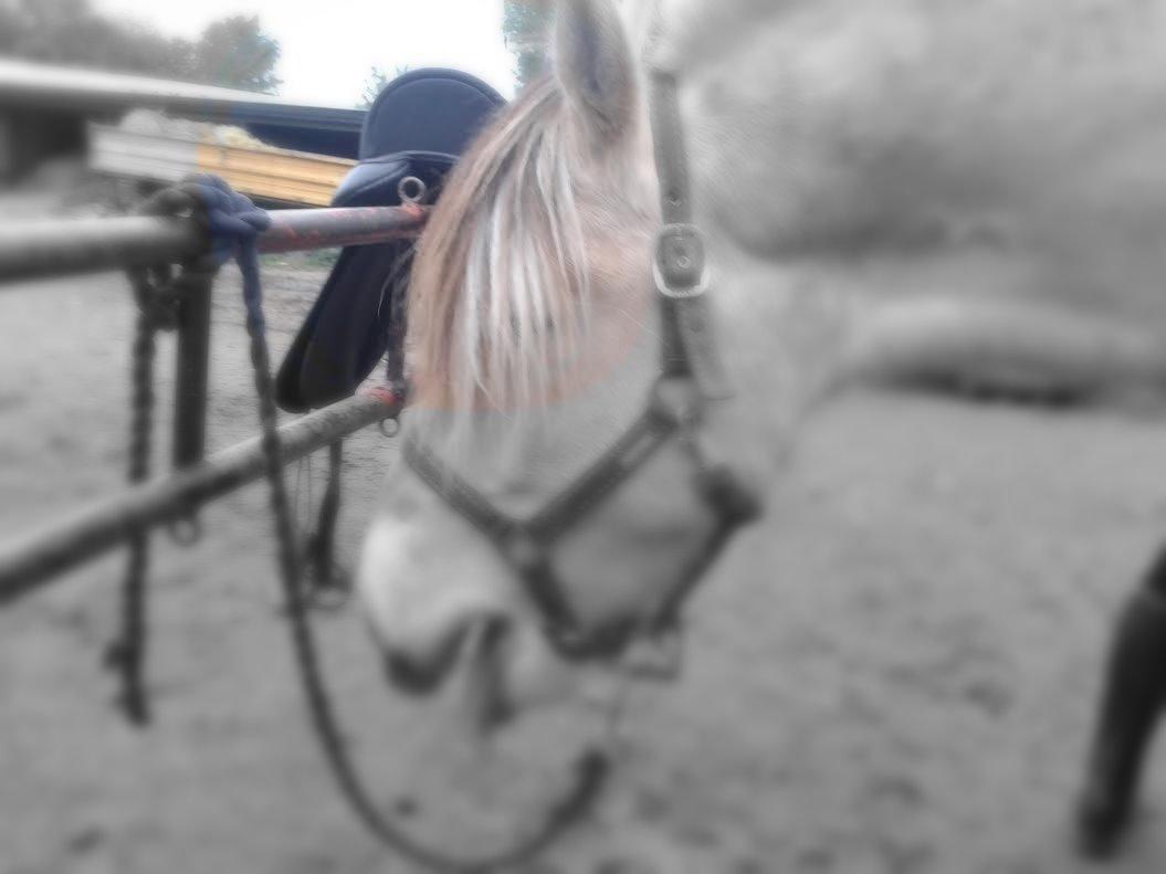 Fjordhest Milan billede 14