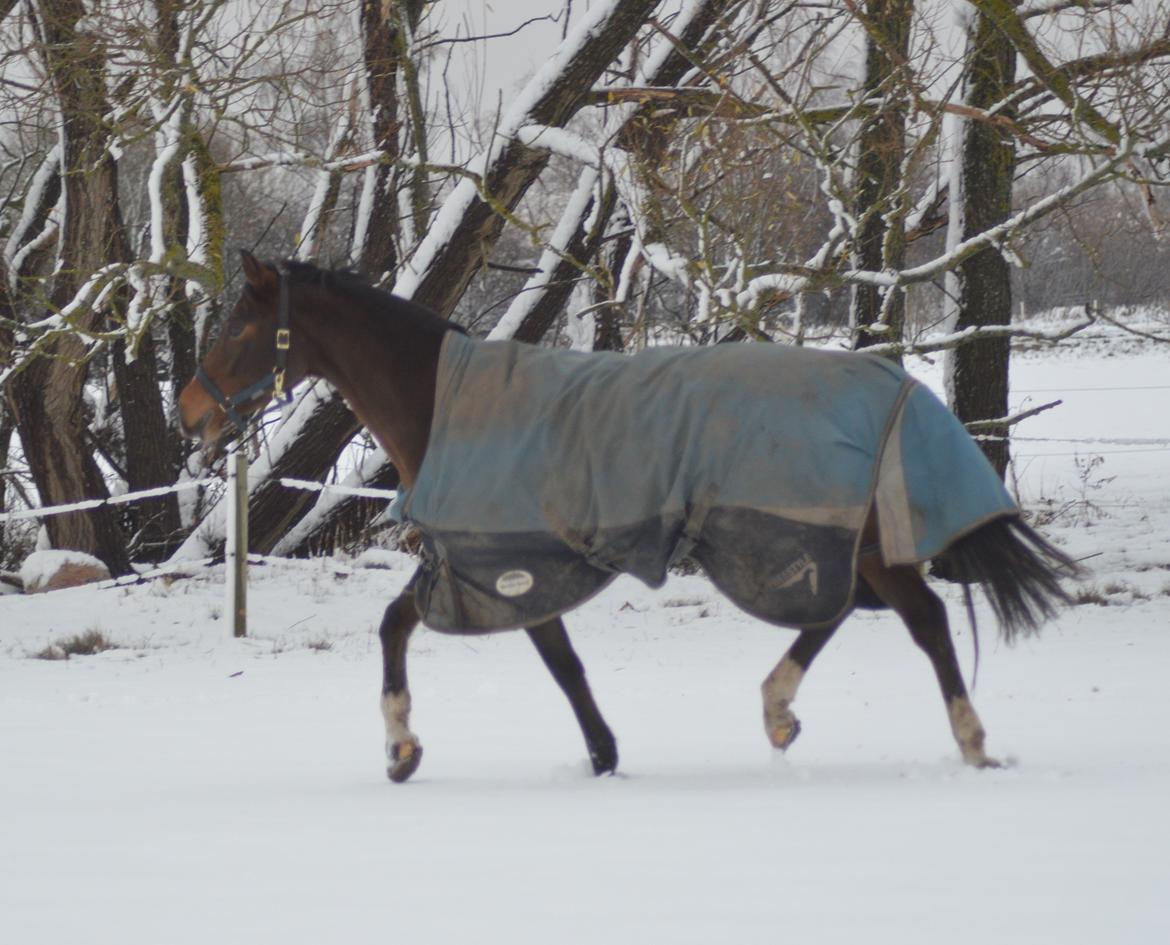 DSP Rumina Stengaard - Rumle i sneen :) 22 November 2015 billede 13