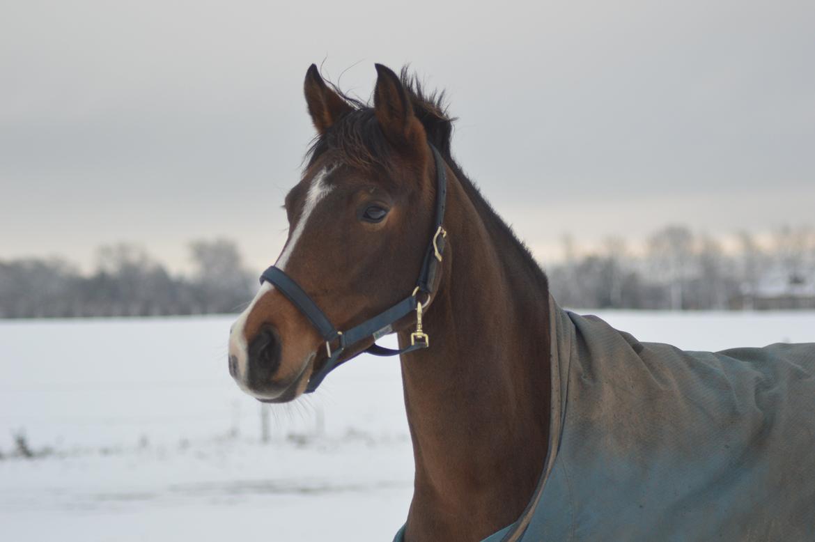 DSP Rumina Stengaard - Rumle i sneen :) 22 November 2015 billede 11