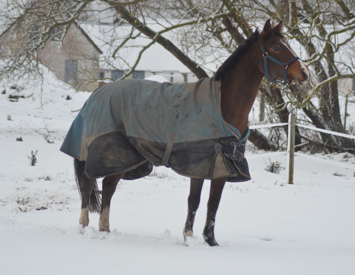 DSP Rumina Stengaard - Rumle i sneen :) 22 November 2015 billede 18