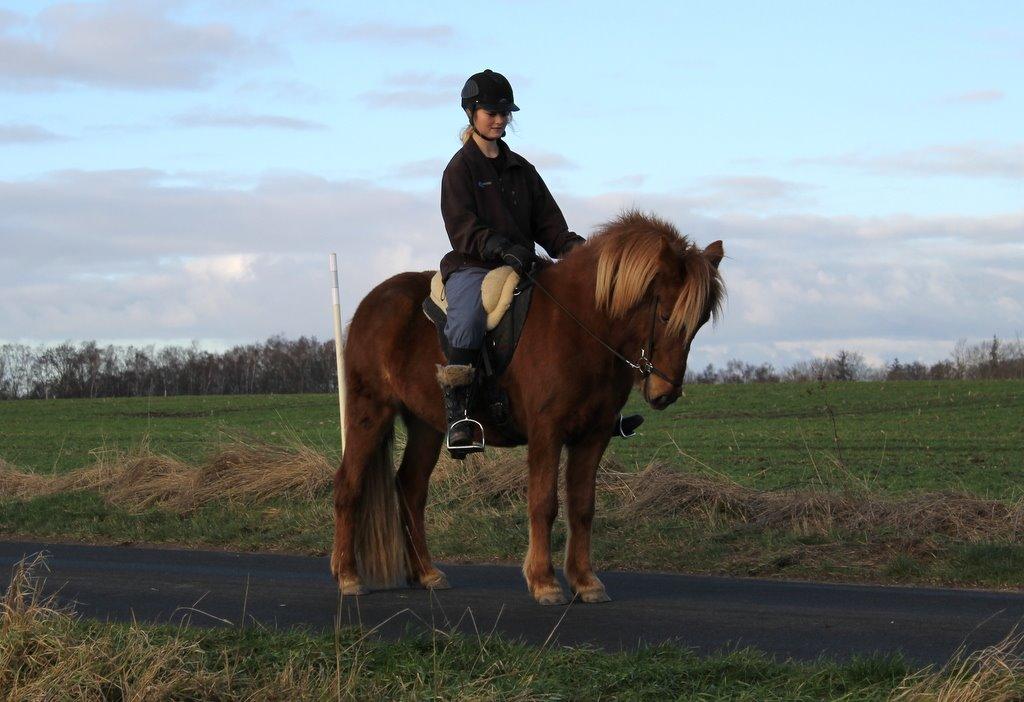 Islænder Glóblesa fra Stald Hovslag billede 17