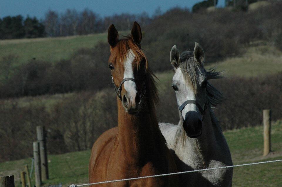 Arabisk fuldblod (OX) HO-Cosmos Jack billede 15