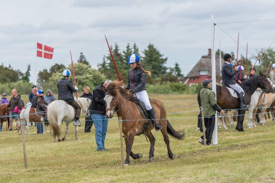 Islænder Þokki fra Kommandørgården billede 5