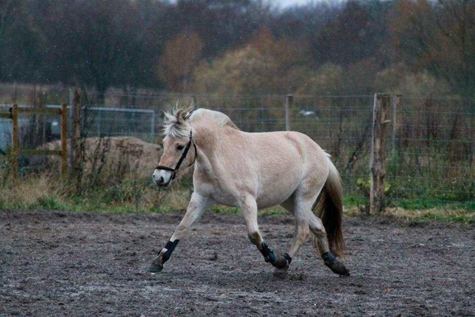 Fjordhest Hjorthøj's Tro billede 12