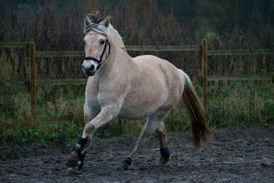Fjordhest Hjorthøj's Tro billede 1