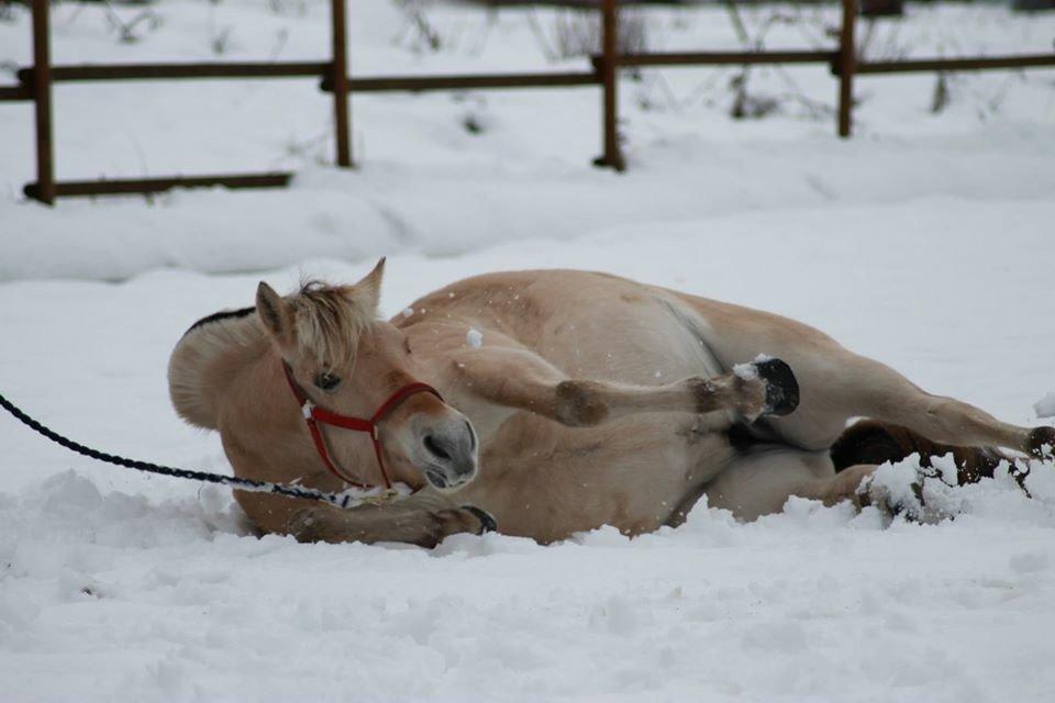 Fjordhest Hjorthøj's Tro billede 13