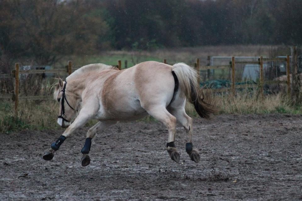 Fjordhest Hjorthøj's Tro billede 14
