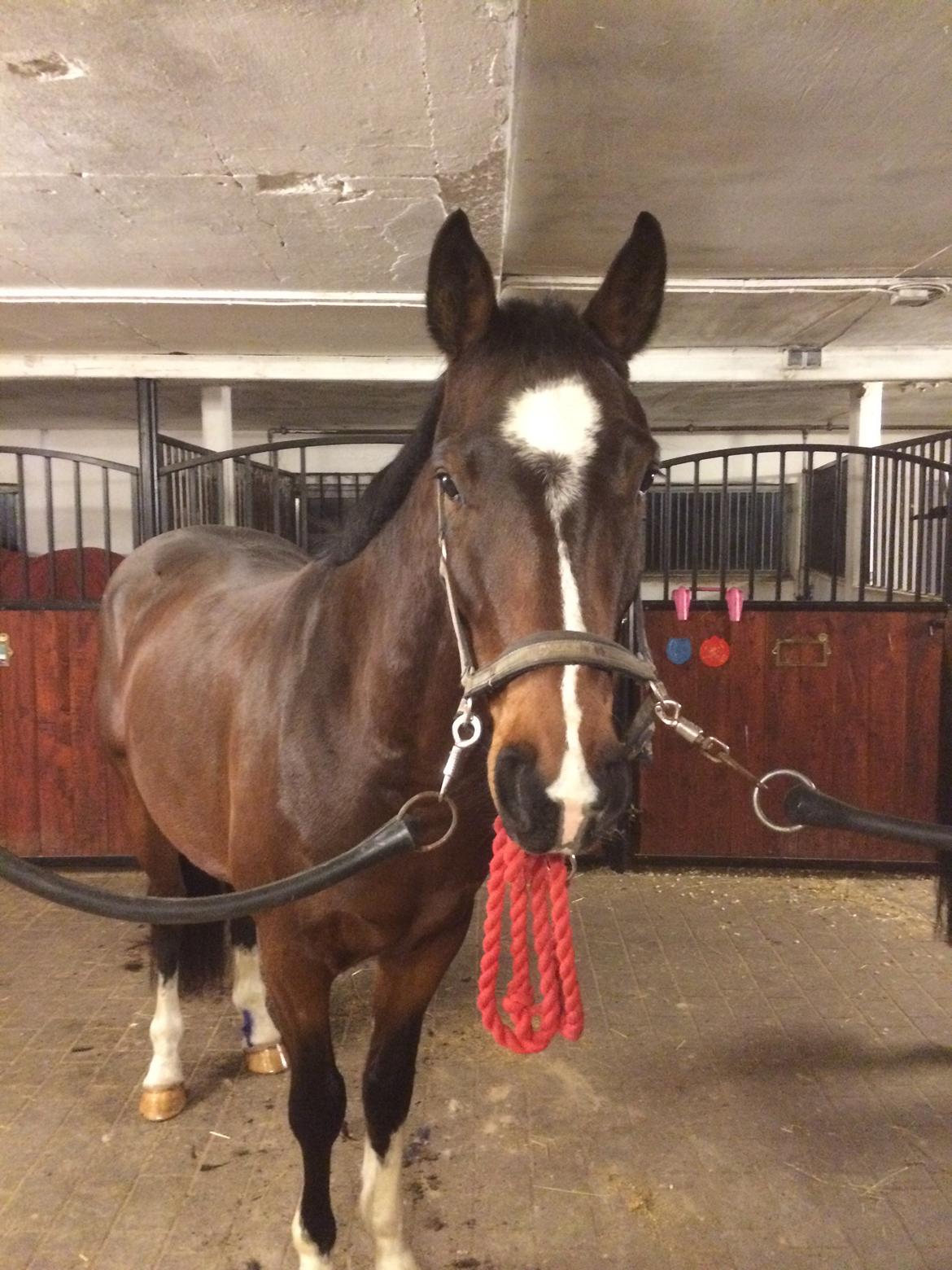 Dansk Varmblod M.B Ambition's Boy billede 38