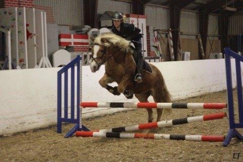 Haflinger Müsli (mullepigen-my Star) RIP:-( billede 2