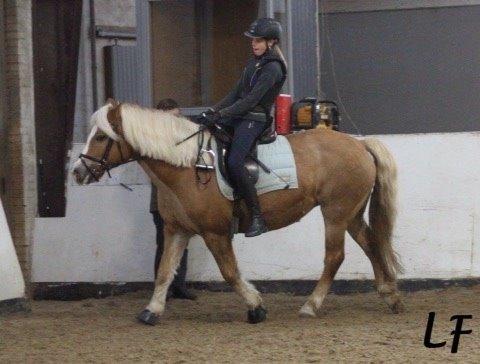 Haflinger Müsli (mullepigen-my Star) RIP:-( billede 9