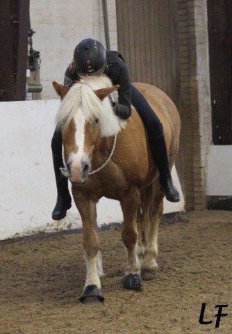 Haflinger Müsli (mullepigen-my Star) RIP:-( billede 12