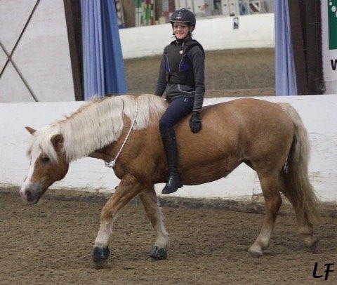 Haflinger Müsli (mullepigen-my Star) RIP:-( billede 13