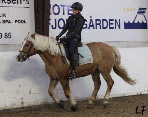 Haflinger Müsli (mullepigen-my Star) RIP:-( billede 16