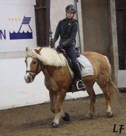 Haflinger Müsli (mullepigen-my Star) RIP:-( billede 17