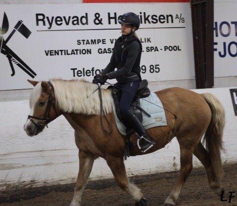 Haflinger Müsli (mullepigen-my Star) RIP:-( billede 18