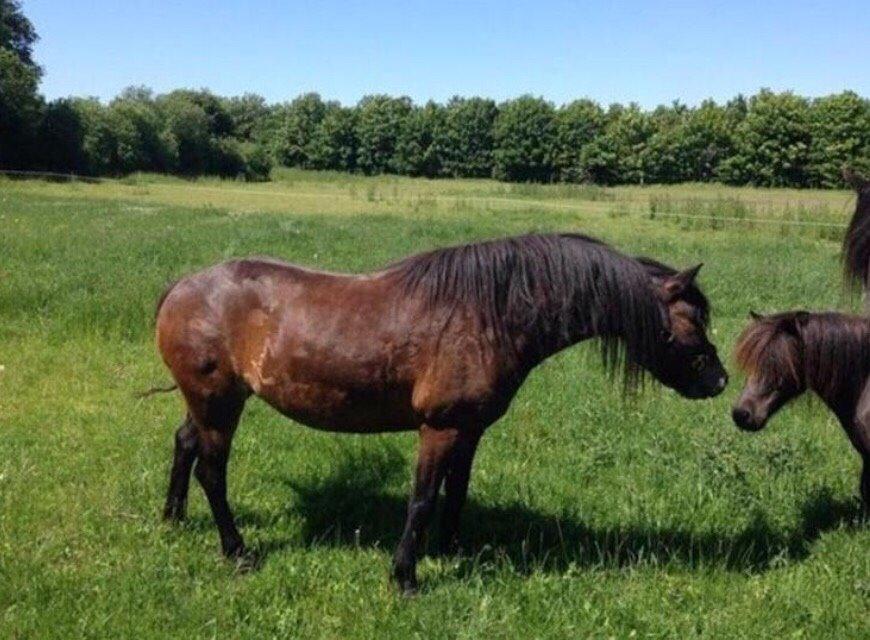 Dartmoor Anc-neu Loa billede 14