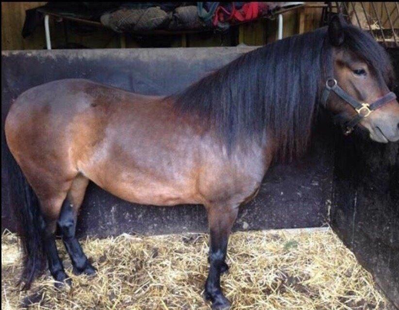 Dartmoor Anc-neu Loa billede 13