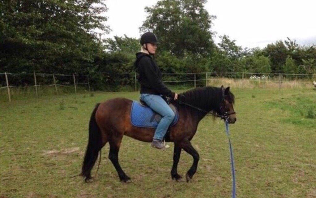 Dartmoor Anc-neu Loa billede 16