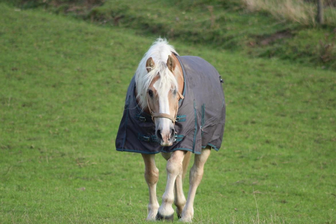 Haflinger Herkules kaldes Laffe himmel hest for altid savnet billede 31