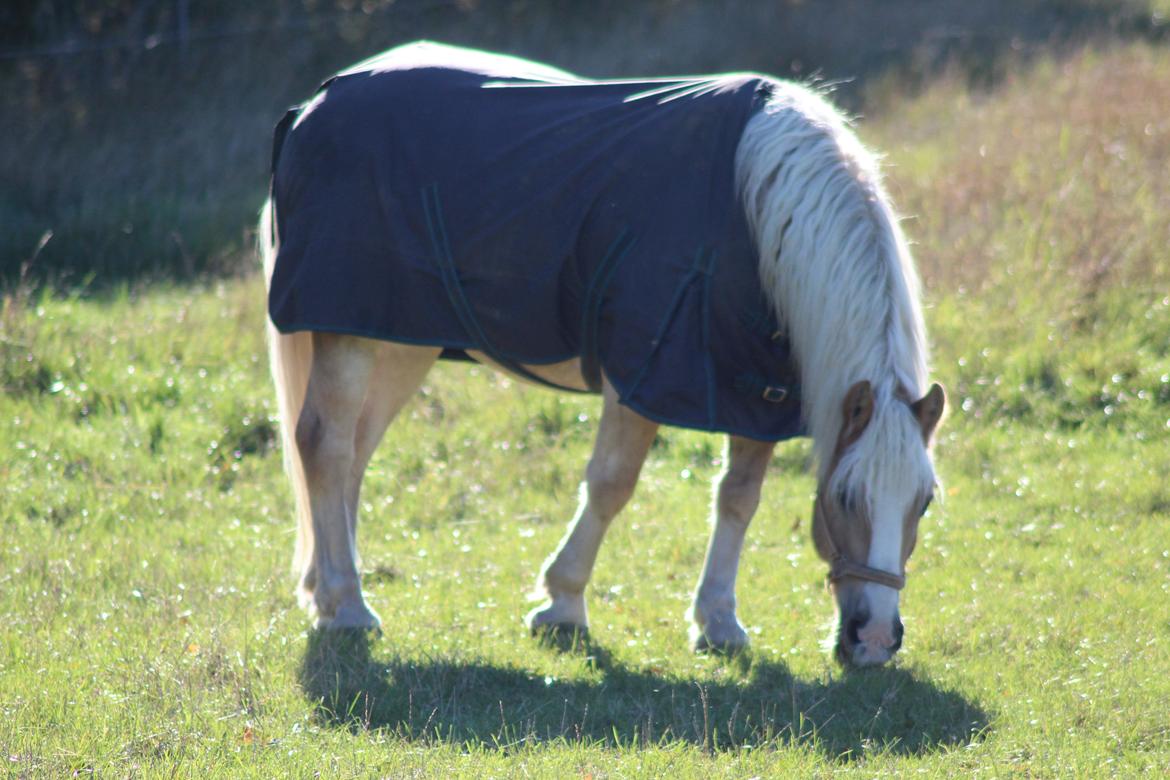 Haflinger Herkules kaldes Laffe himmel hest for altid savnet - Smukke hest billede 33