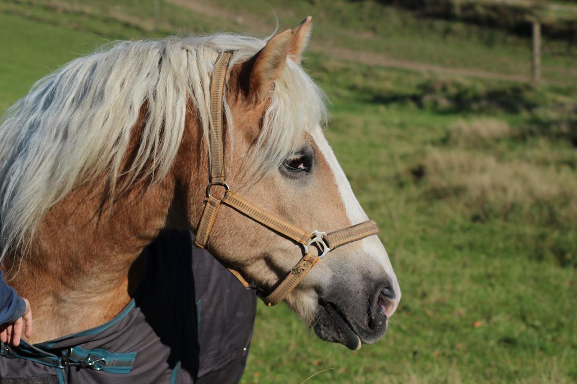 Haflinger Herkules kaldes Laffe himmel hest for altid savnet billede 32