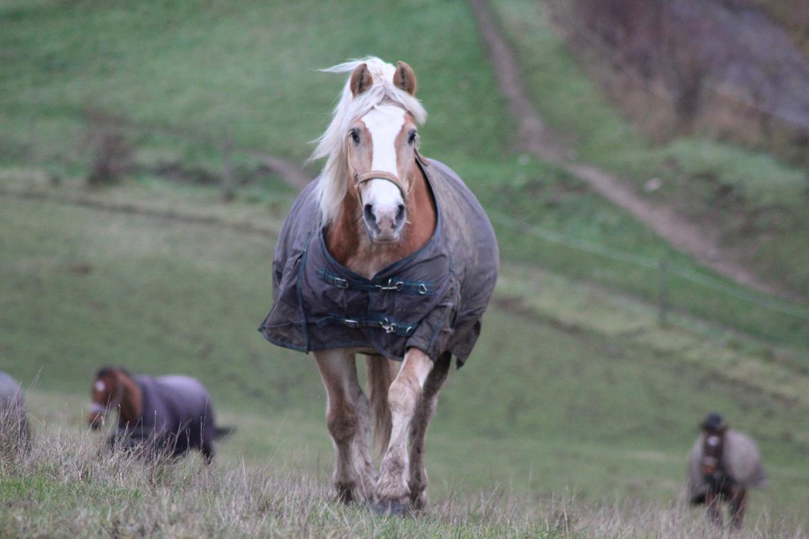 Haflinger Herkules kaldes Laffe himmel hest for altid savnet billede 34