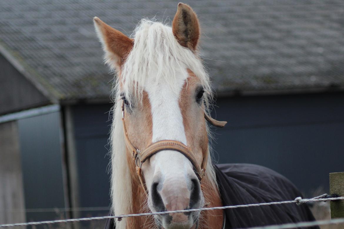 Haflinger Herkules kaldes Laffe himmel hest for altid savnet - Hej giver du ikke en gulerod nu når du alligevel skal forbi? billede 36