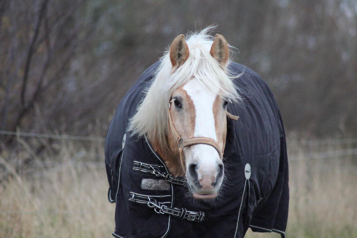 Haflinger Herkules kaldes Laffe himmel hest for altid savnet billede 38