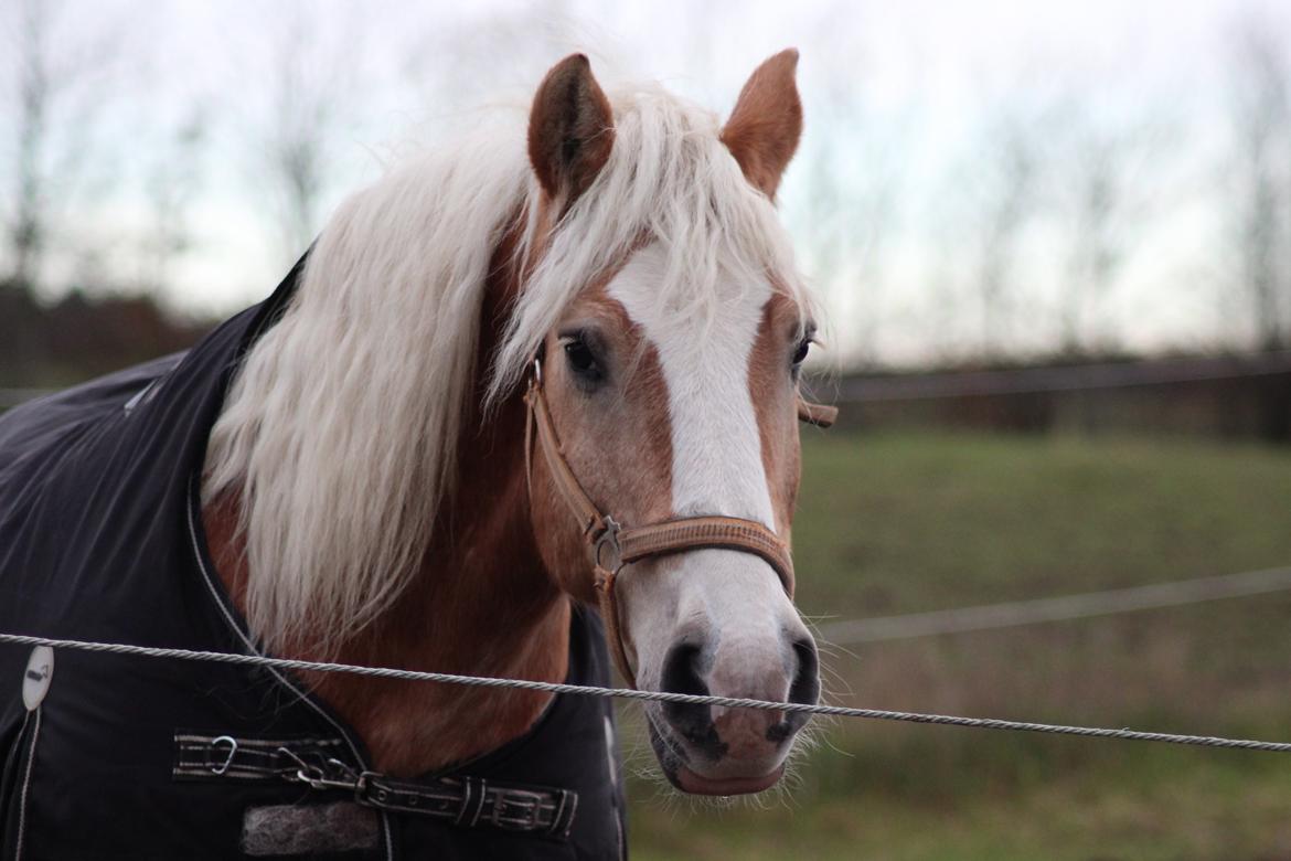 Haflinger Herkules kaldes Laffe himmel hest for altid savnet billede 37