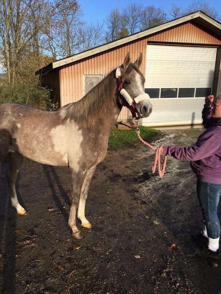 Arabisk fuldblod (OX) Jbs virginia ox billede 9