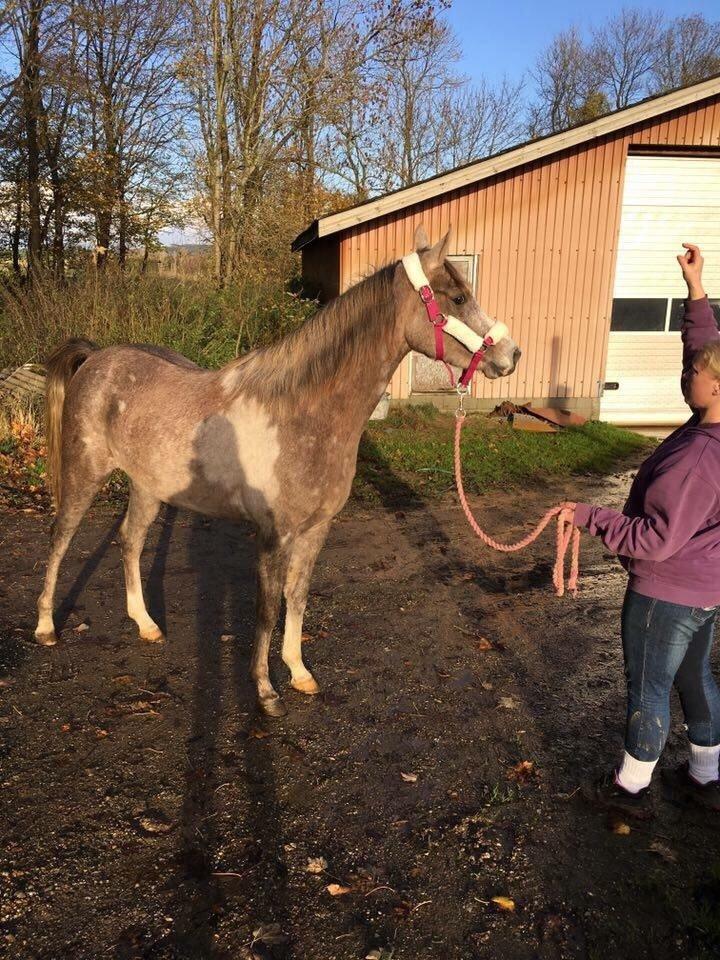 Arabisk fuldblod (OX) Jbs virginia ox billede 19