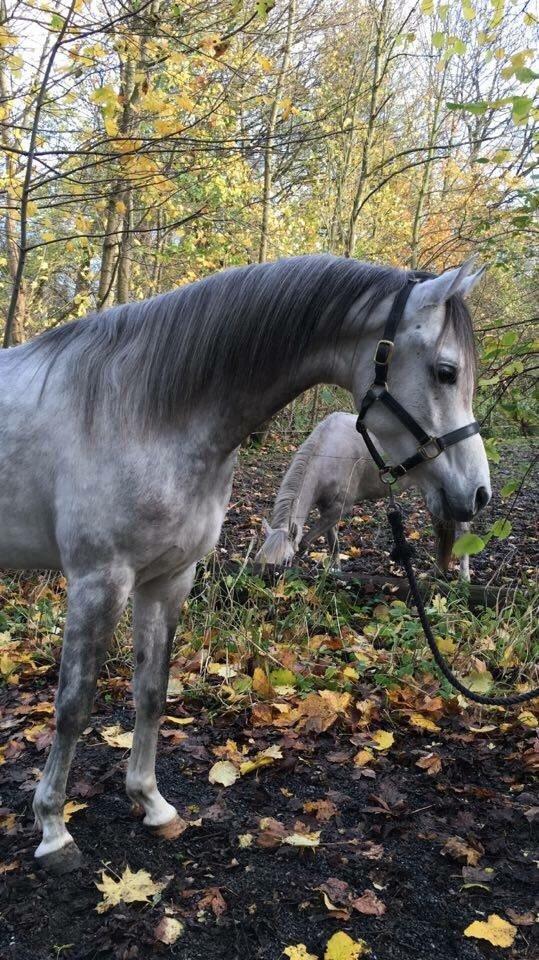 Arabisk fuldblod (OX) Lamann ox ( solgt ) billede 19