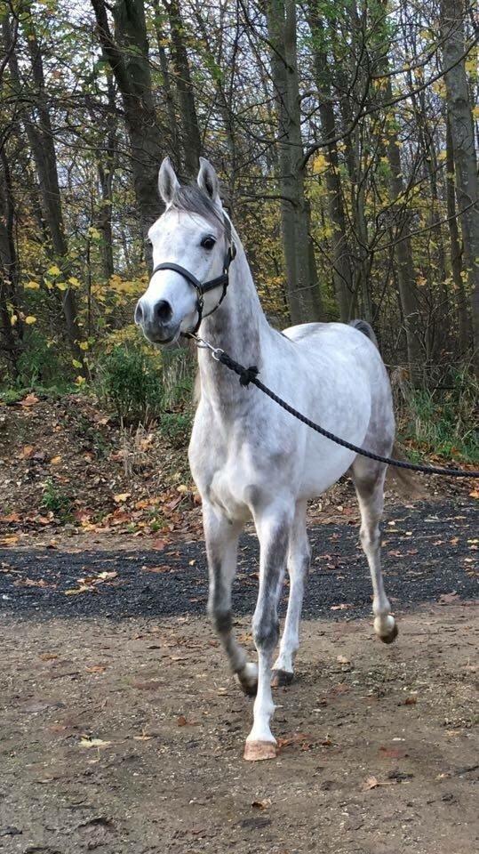 Arabisk fuldblod (OX) Lamann ox ( solgt ) billede 14