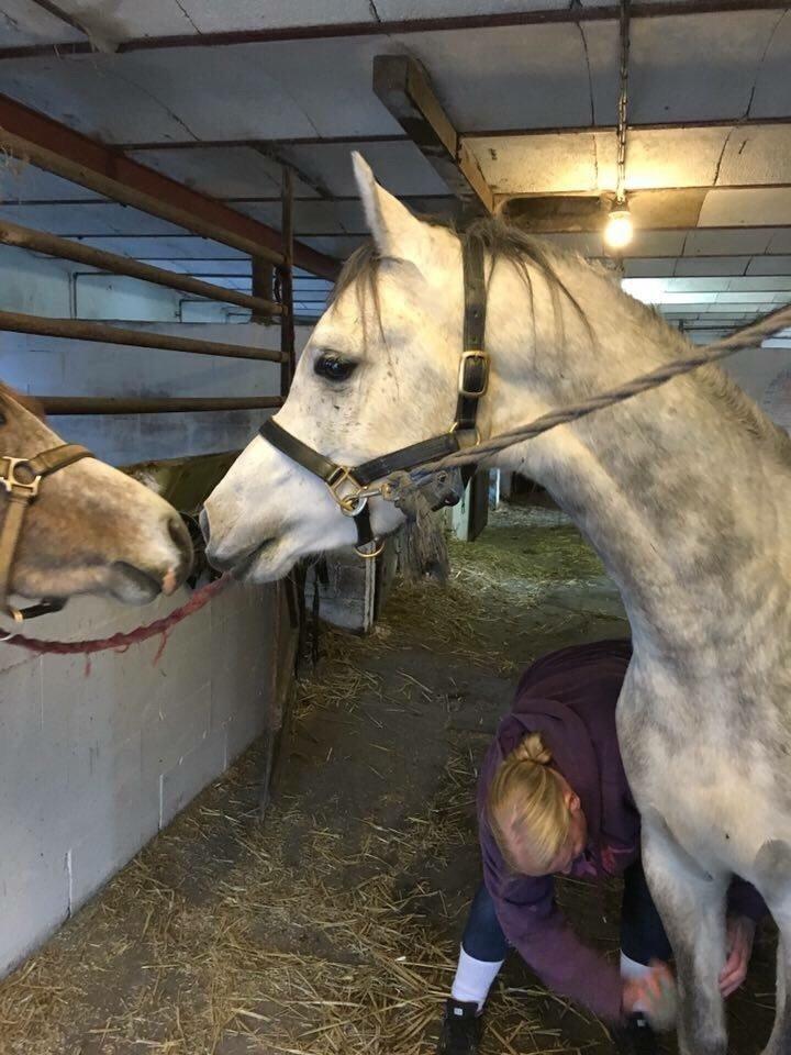 Arabisk fuldblod (OX) Lamann ox ( solgt ) billede 17