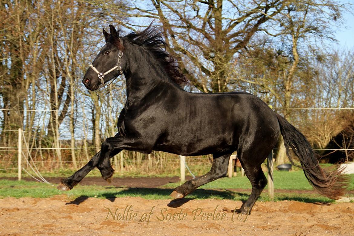 Frieser Nellie af sorte perler - 26. november 2015 billede 30