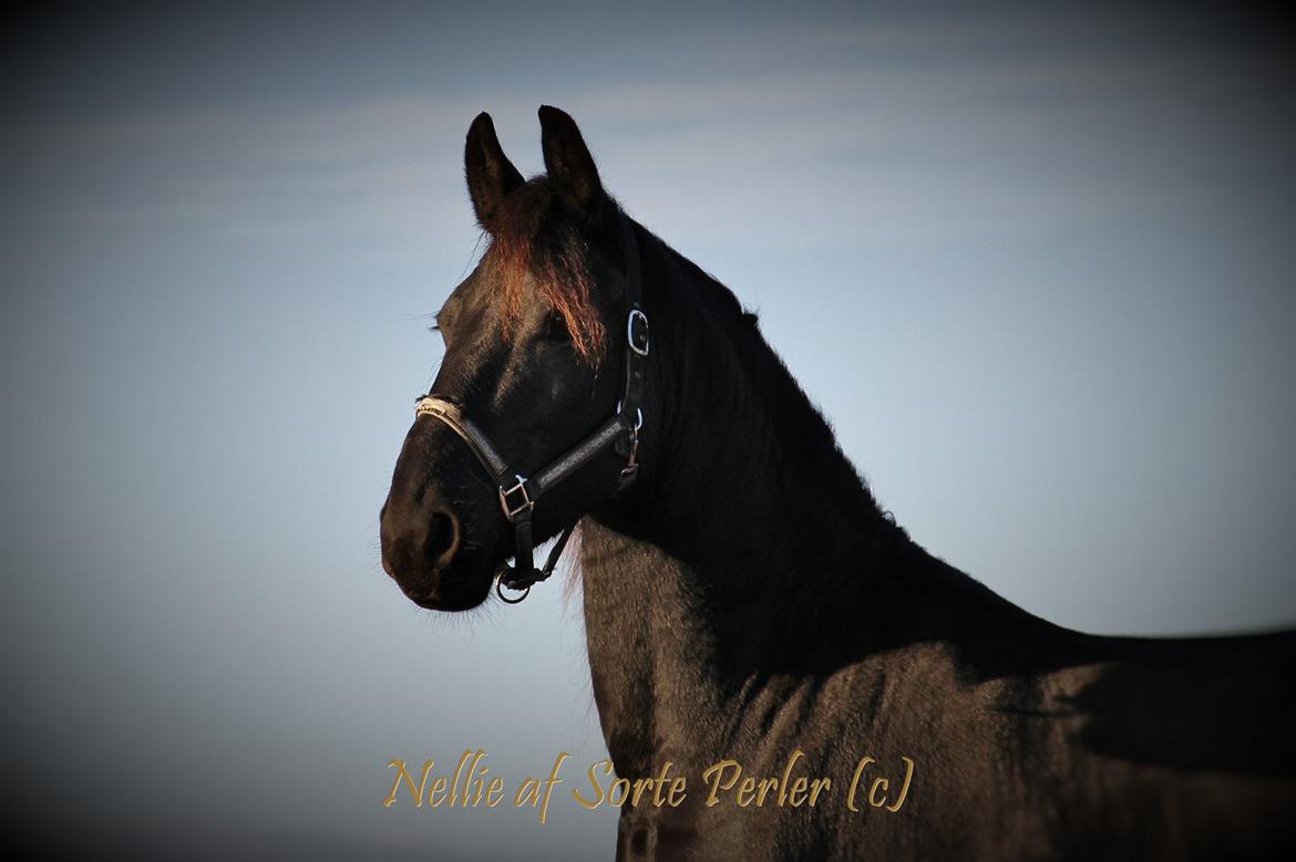 Frieser Nellie af sorte perler billede 31