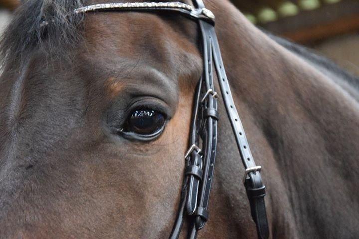 Holstener Heineken Himmelhest billede 14