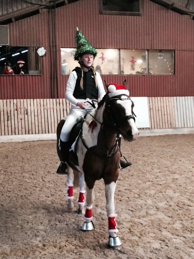 Anden særlig race Johnny Just For fun La cour (jolly) - Julestævne 2015 jork billede 12