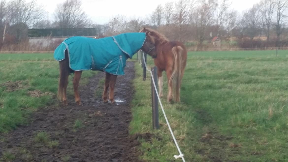 Anden særlig race Charlie By Fidelaty  billede 3