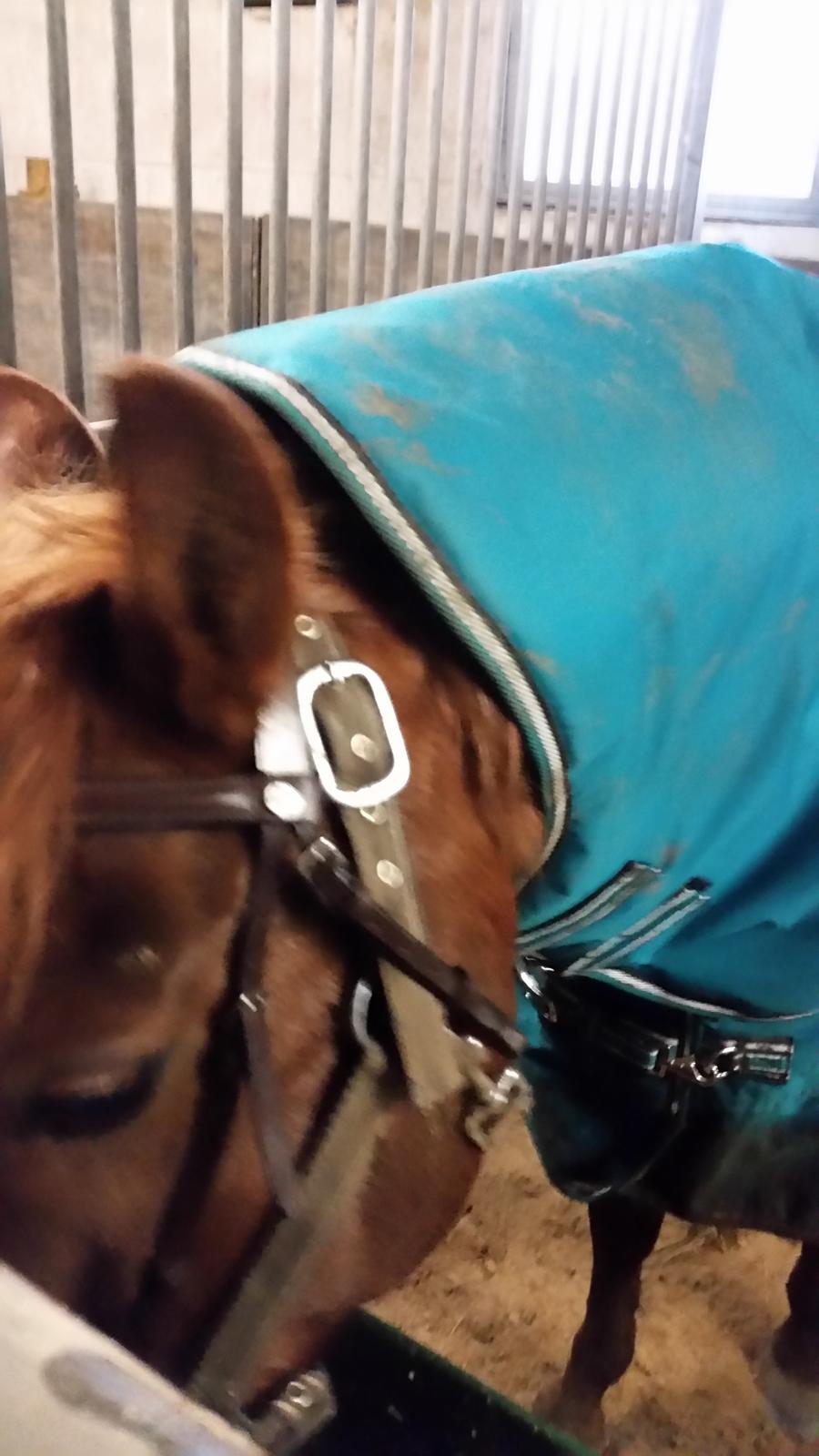 Anden særlig race Charlie By Fidelaty  billede 34