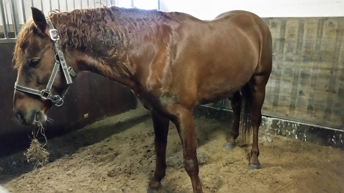 Anden særlig race Charlie By Fidelaty  billede 5