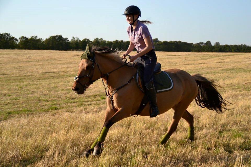 Anden særlig race Kasandra / Cazandra | - Galop på stubmark <3 Sommeren 2015 billede 8