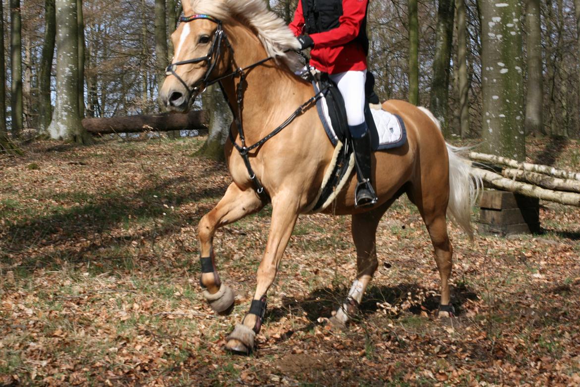 Palomino Klepholms Venus <3 - Begynderjagt i Roskilde, Foråret 2015 :-)  billede 16